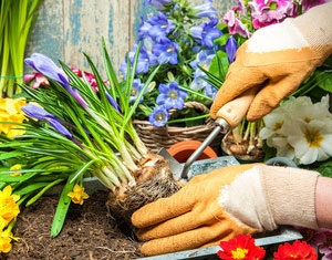 Gardening