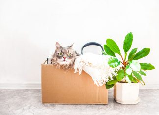 Reuse moving box as cardboard playhouse for your cat.