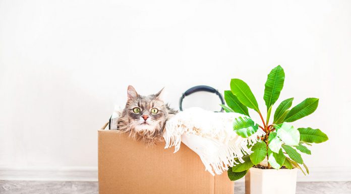 Reuse moving box as cardboard playhouse for your cat.